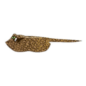 ripple leopard ray